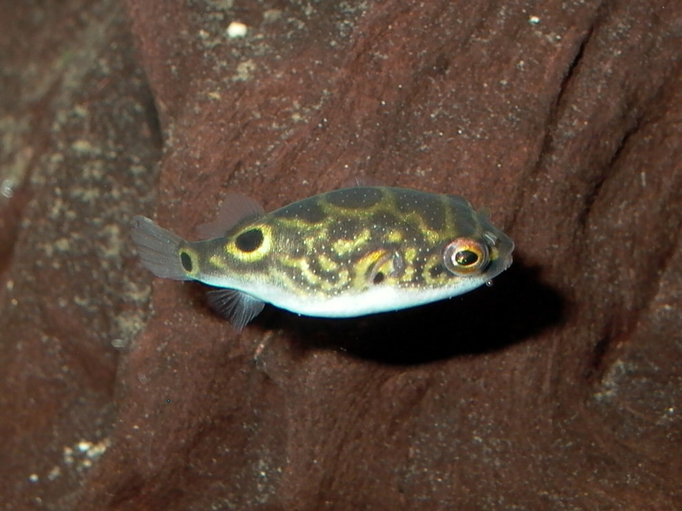 Tetraodon biocellatus