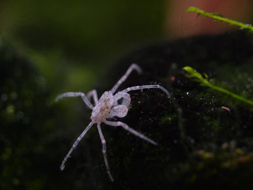 Thai Micro Crab