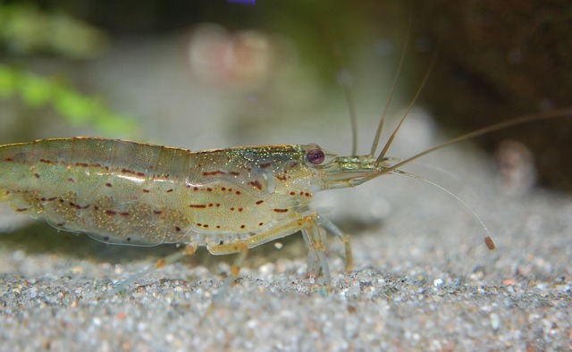 amano shrimp