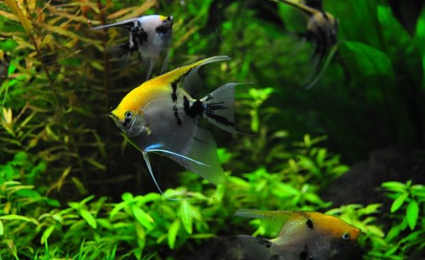 angelfish species