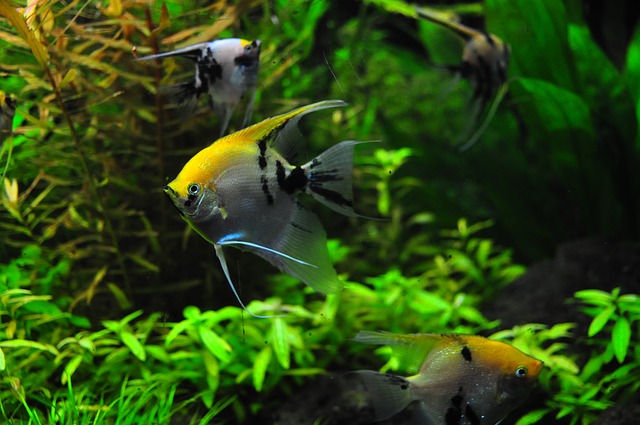 angelfish species