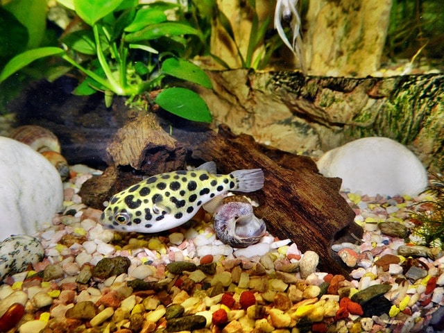 dwarf puffer fish aquarium