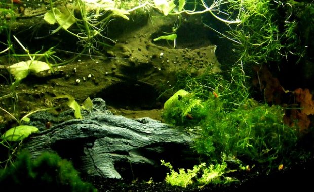 aquarium algae