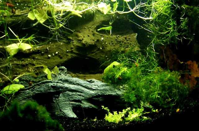 aquarium algae