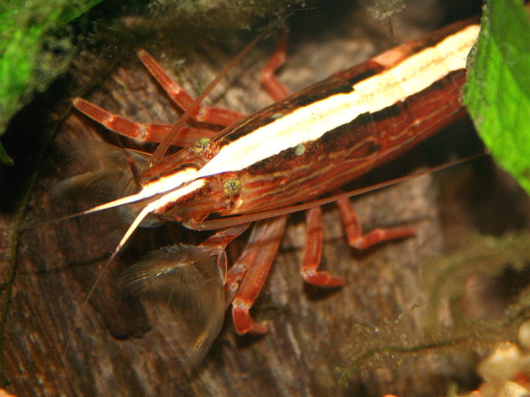 15 espèces de crevettes D