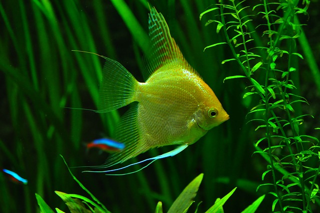 freshwater angelfish