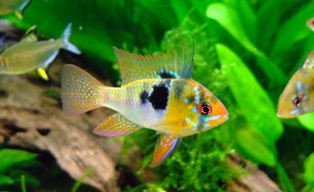 german blue ram