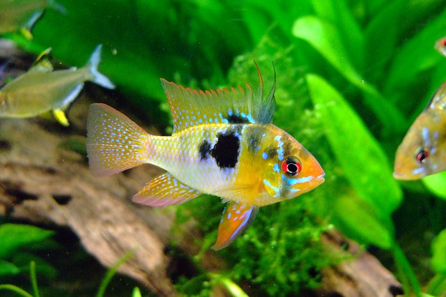 german blue ram