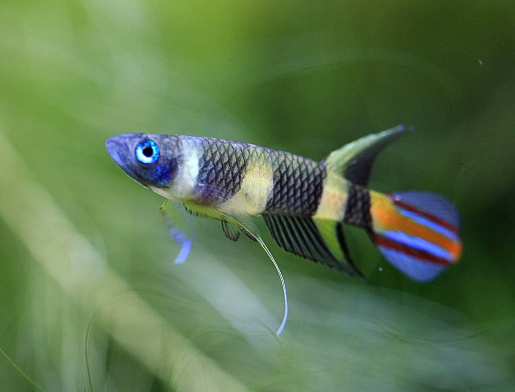 clown killifish