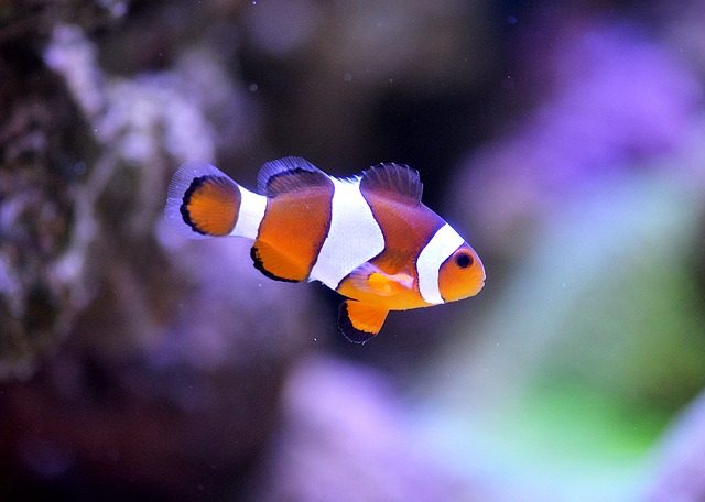 clownfish