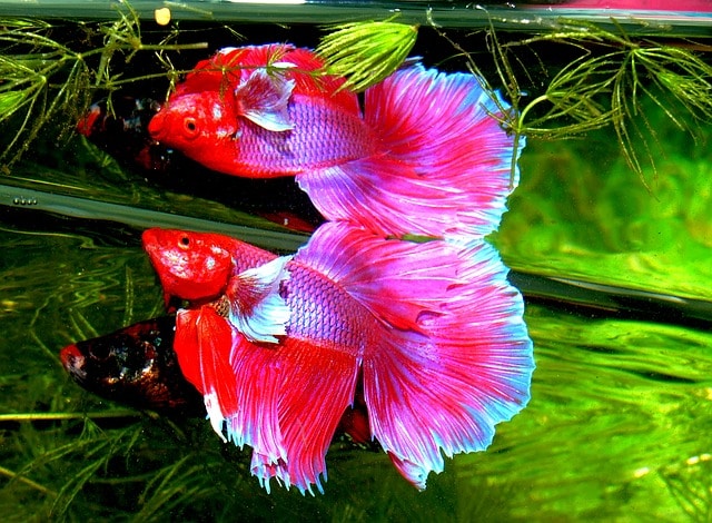 betta fish