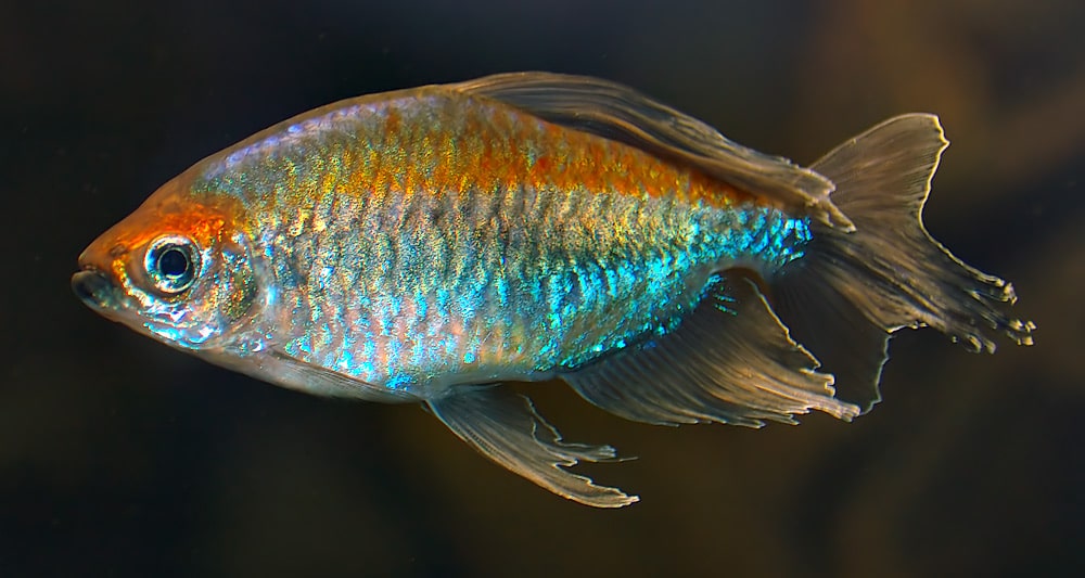 congo tetra