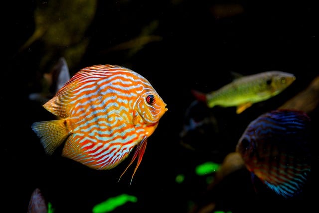 discus fish