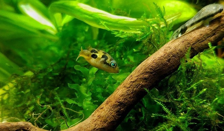 freshwater puffer fish