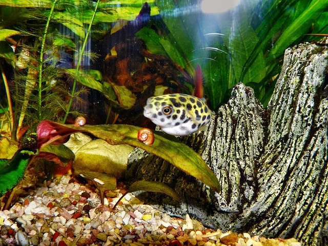 freshwater pufferfish