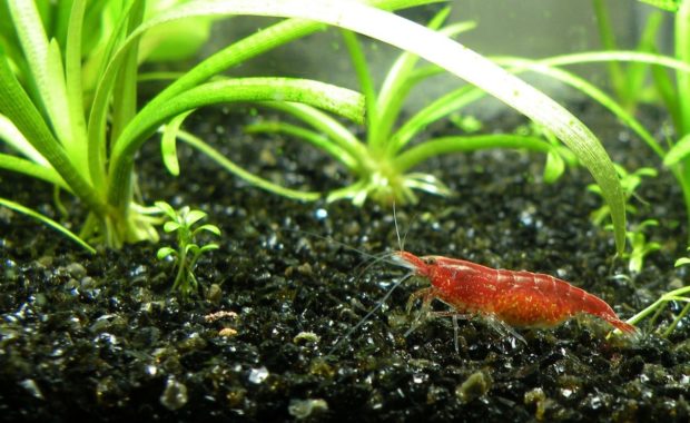 freshwater shrimps species