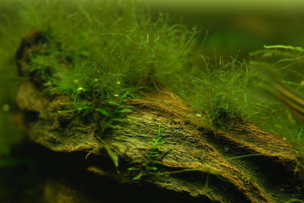 hair algae