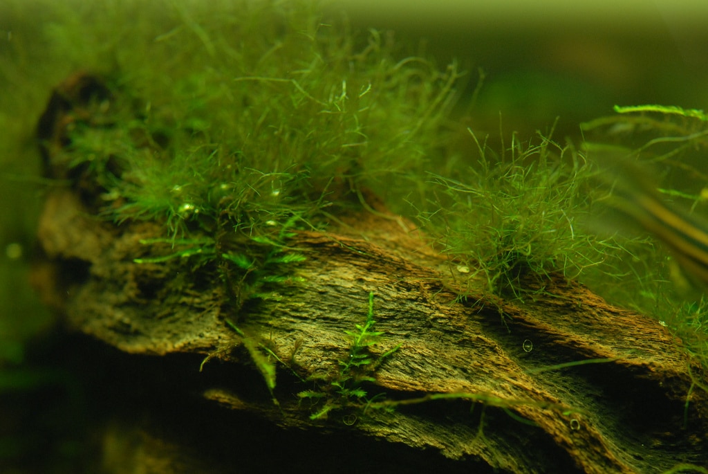 fuzzy green algae freshwater aquarium