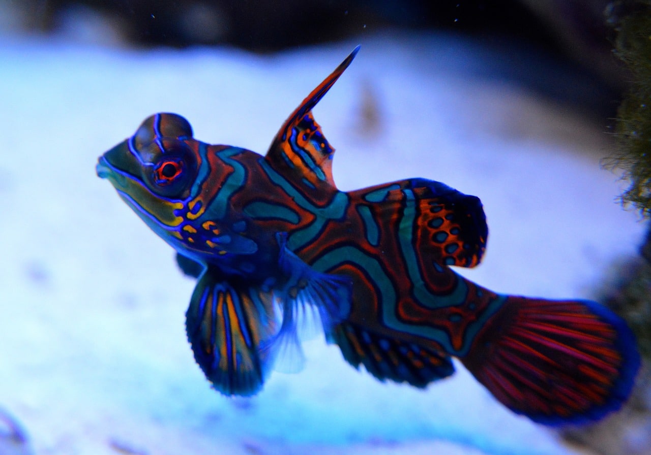 mandarin goby