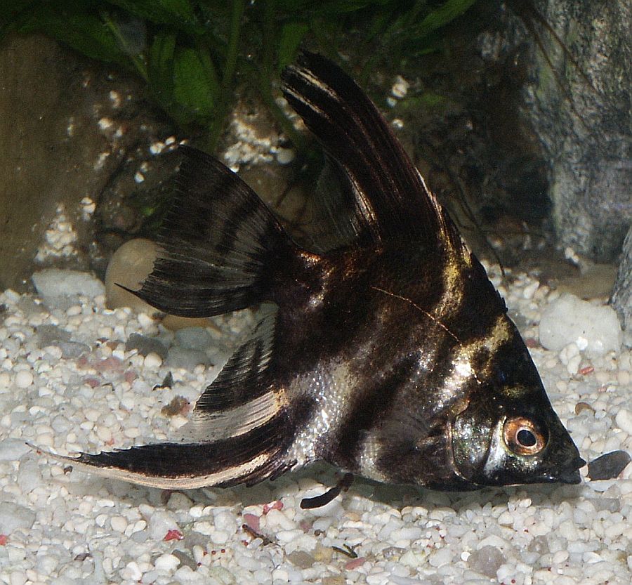 marble angelfish