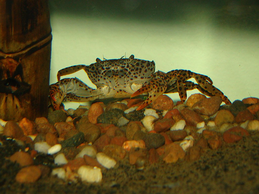panther crab