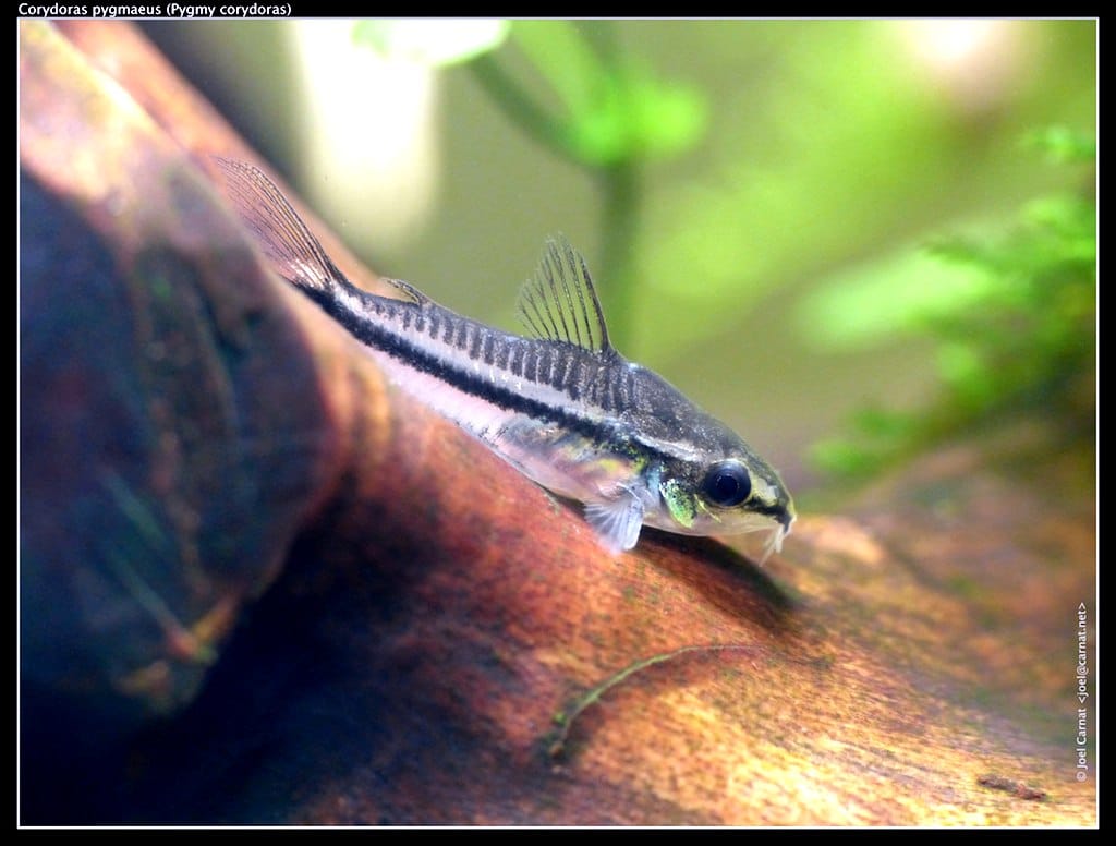 pygmy cory