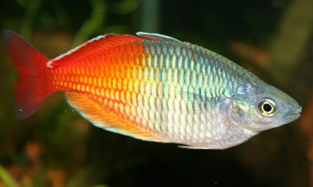 rainbowfish