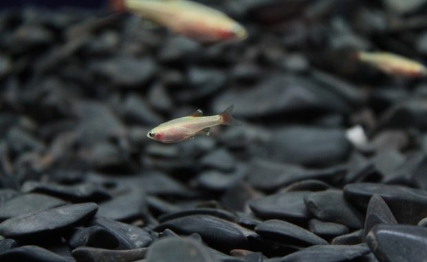 schooling fish