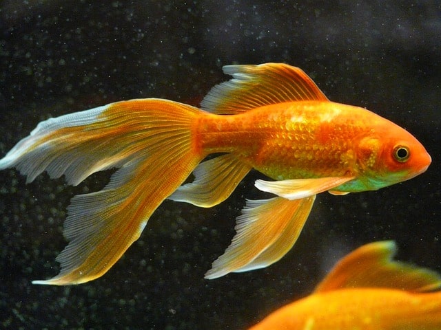 vieltail goldfish