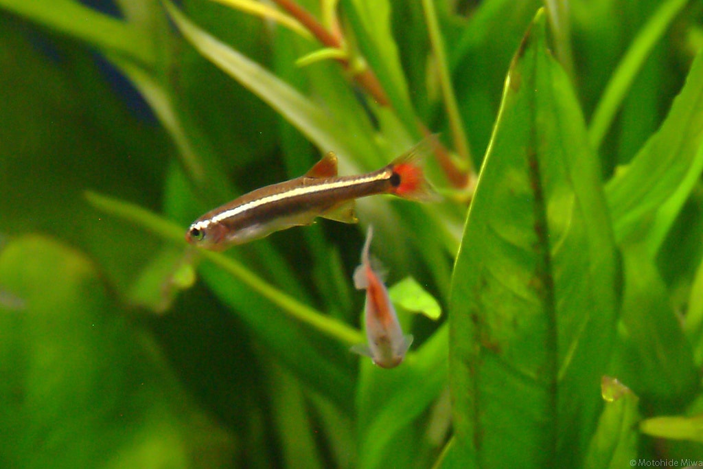 white cloud minnow