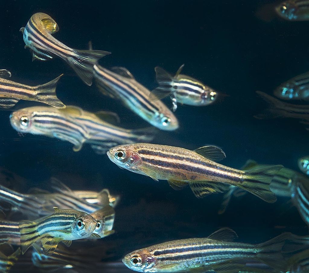 zebra danio