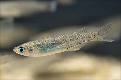 Medaka Ricefish