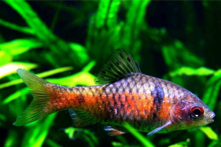 25 Super poissons D