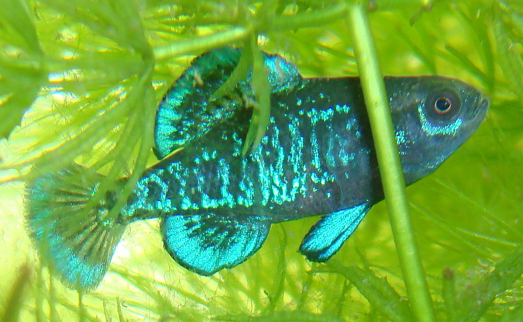 Pygmy Sunfish