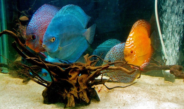 discus cichlid