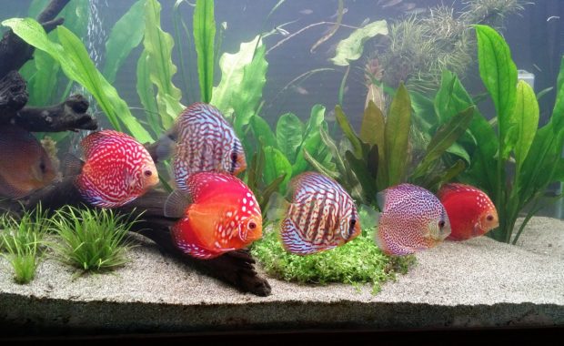 discus fish