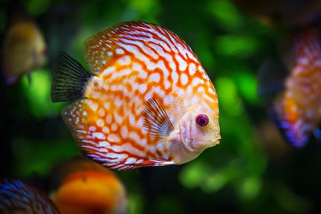 discus fish care