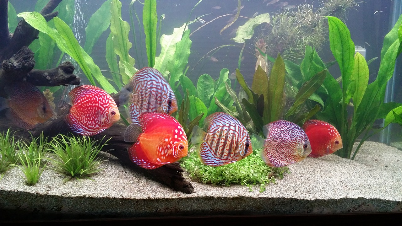 Discus Fish Types Chart