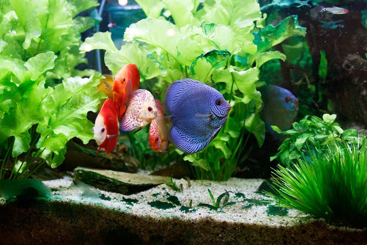 discus tank