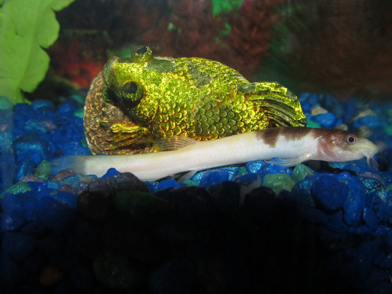 25 Awesome Cold Water Fish for Freshwater Aquariums (With Pictures)