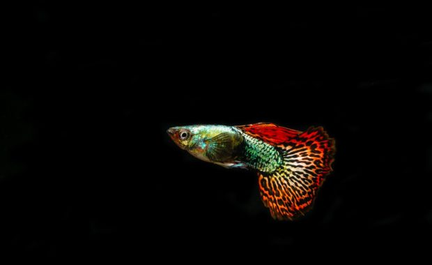 easiest fish to breed