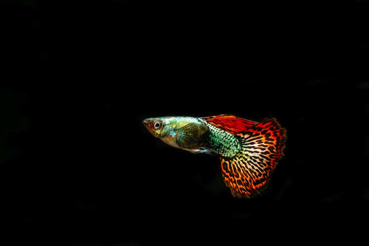 aquarium fish sales near me