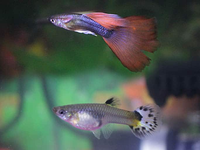 guppy breeding