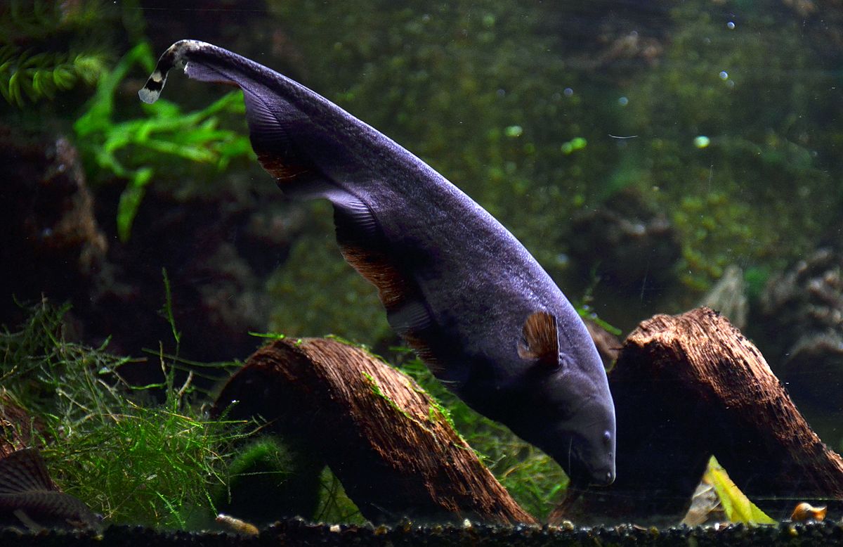 Most exotic new arrivals aquarium fish