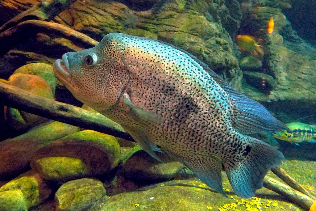 top 10 aggressive aquarium fish