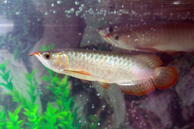 arowana