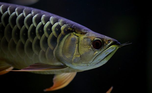 exotic freshwater fish