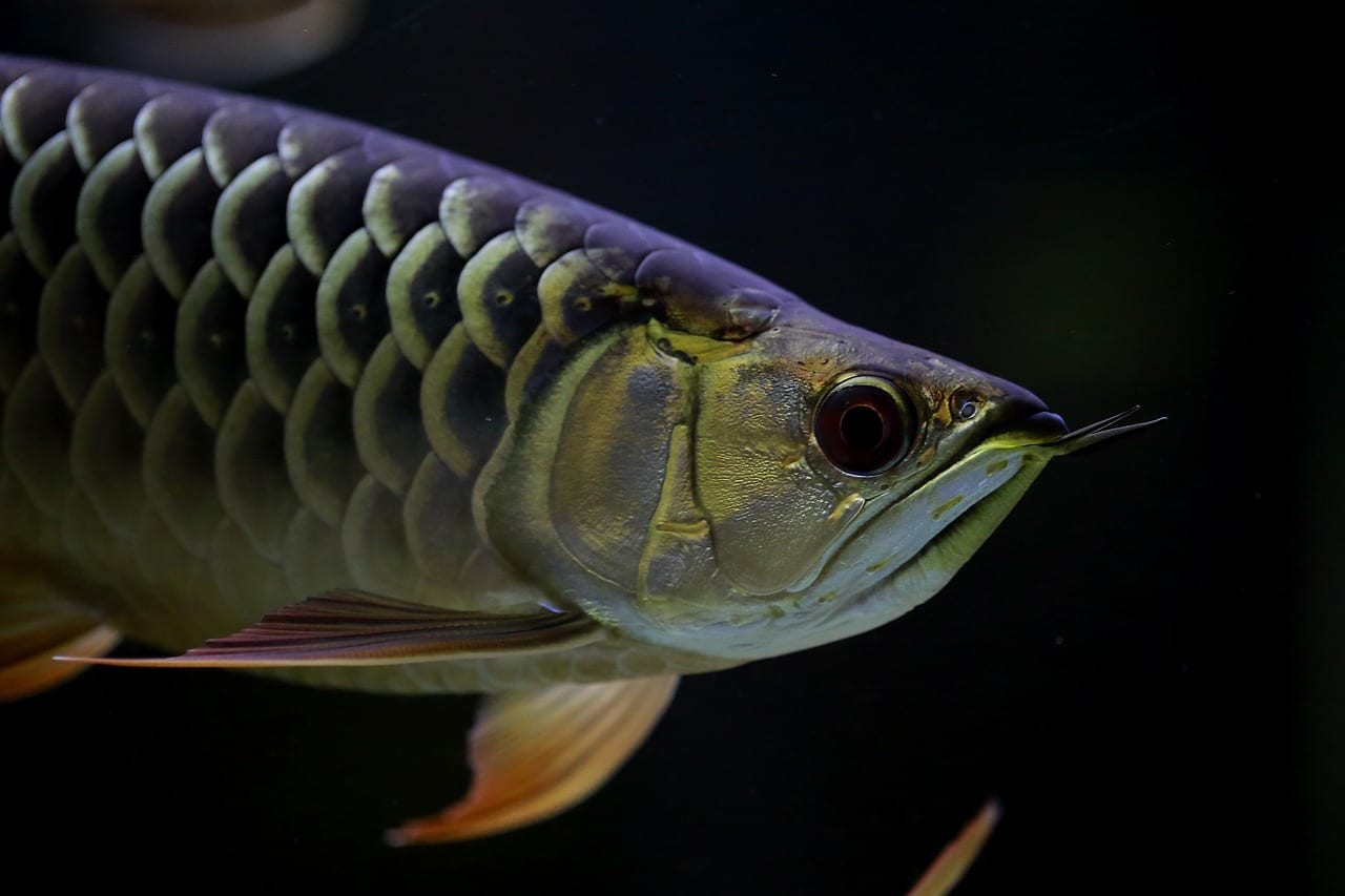 unique freshwater fish