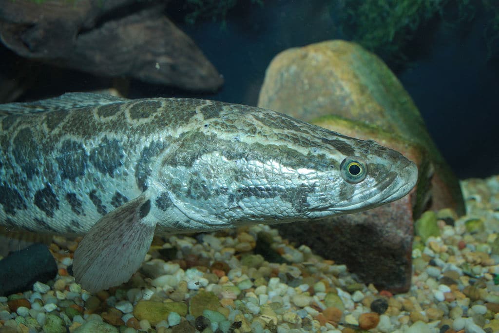 snakehead fish