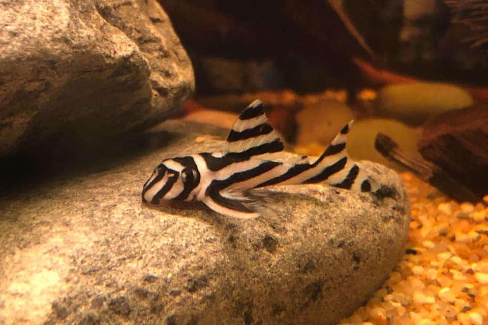 www.buildyouraquarium.com. pleco sapu hypancistrus plecos weirdest hias ple...